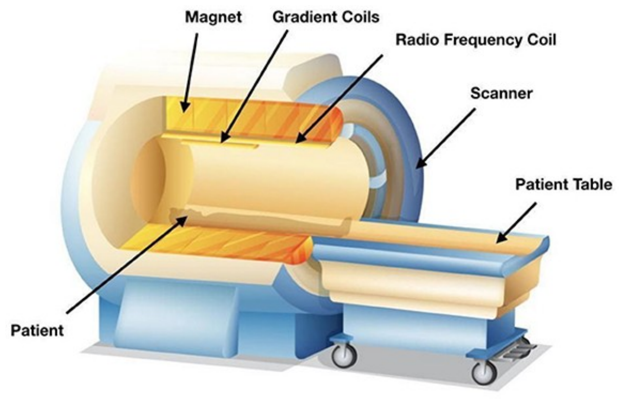 Cutaway illustration of an MRI scanner showing the magnet, gradient coils, radiofrequency coil, patient table, and patient position