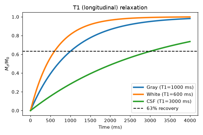 T1 recovery curves for gray matter, white matter, and CSF, each crossing the dashed 63 percent line at its own T1