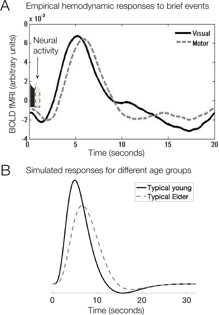 Empirical HRFs from visual and motor cortex showing an initial dip, and simulated young versus elderly HRFs showing a delayed, blunted response with age