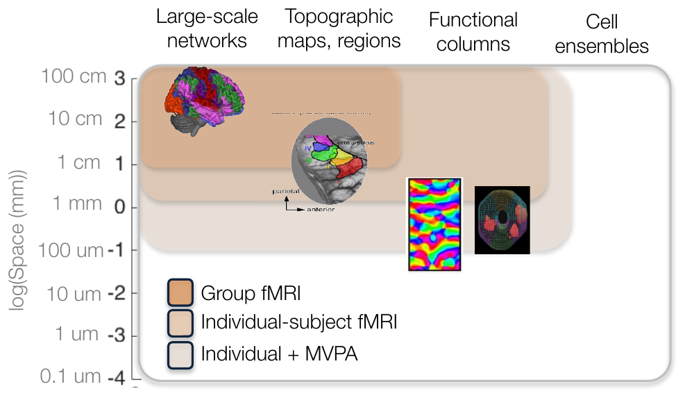 Diagram of spatial scales of brain functional organization from large-scale networks to cell ensembles, with the scales accessible to group fMRI, individual-subject fMRI, and MVPA