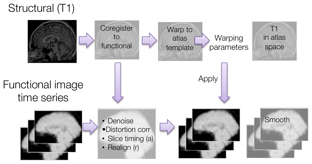Preprocessing pipeline showing the structural T1 stream (coregister to functional, warp to atlas template) and the functional stream (denoise, distortion correction, slice timing, realignment, normalization, smoothing)