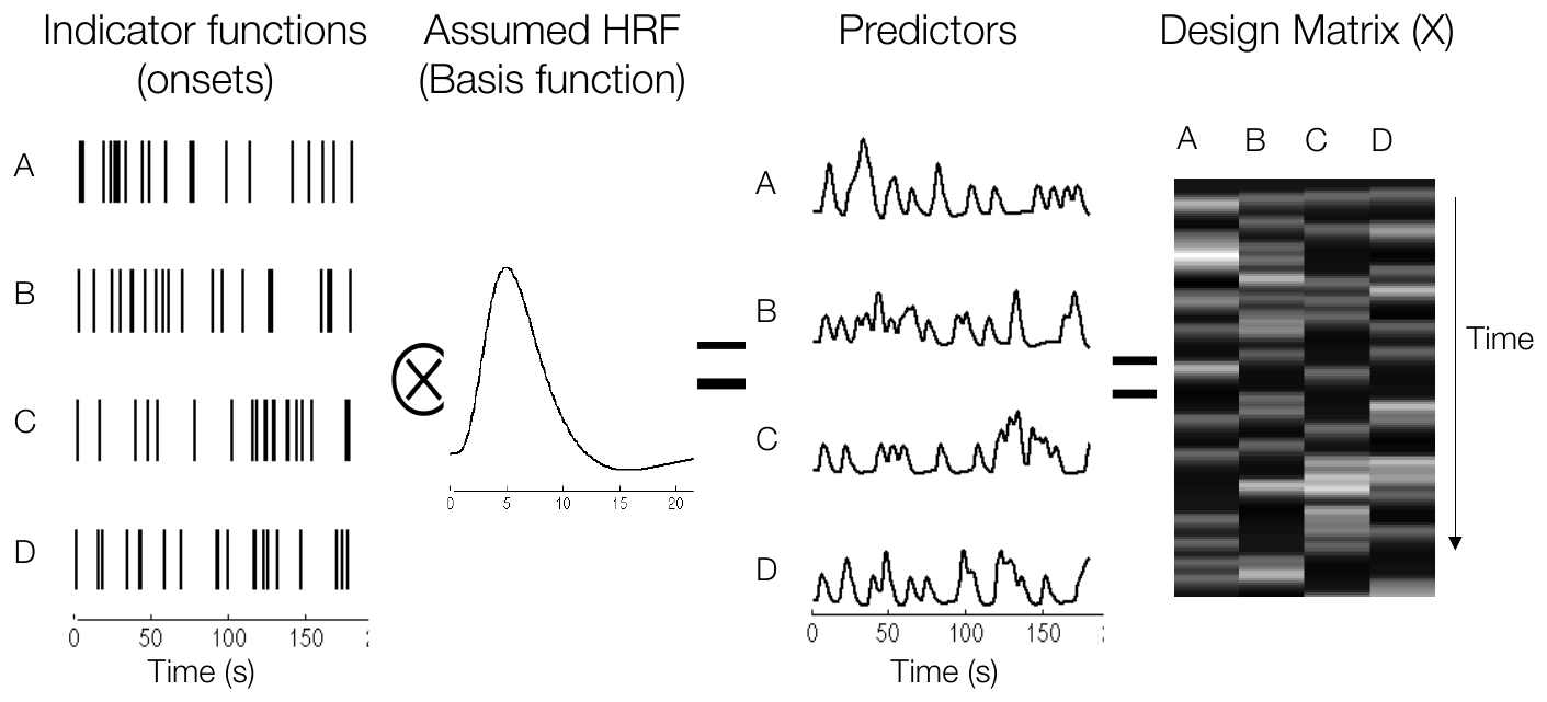 Indicator functions convolved with a canonical HRF form predictors that are placed into the design matrix
