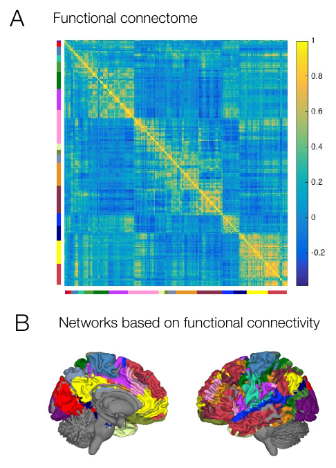 A region-by-region functional connectome matrix with network block structure, and cortical surface maps of functional networks