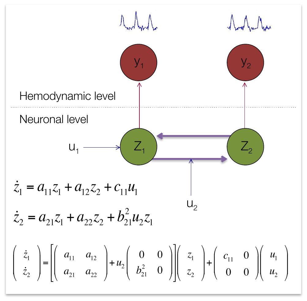 A two-region DCM with driving input u1 to region z1, modulatory input u2 acting on the z1-to-z2 connection, and hemodynamic transformation to observed signals y1 and y2, shown alongside the bilinear equations in scalar and matrix form