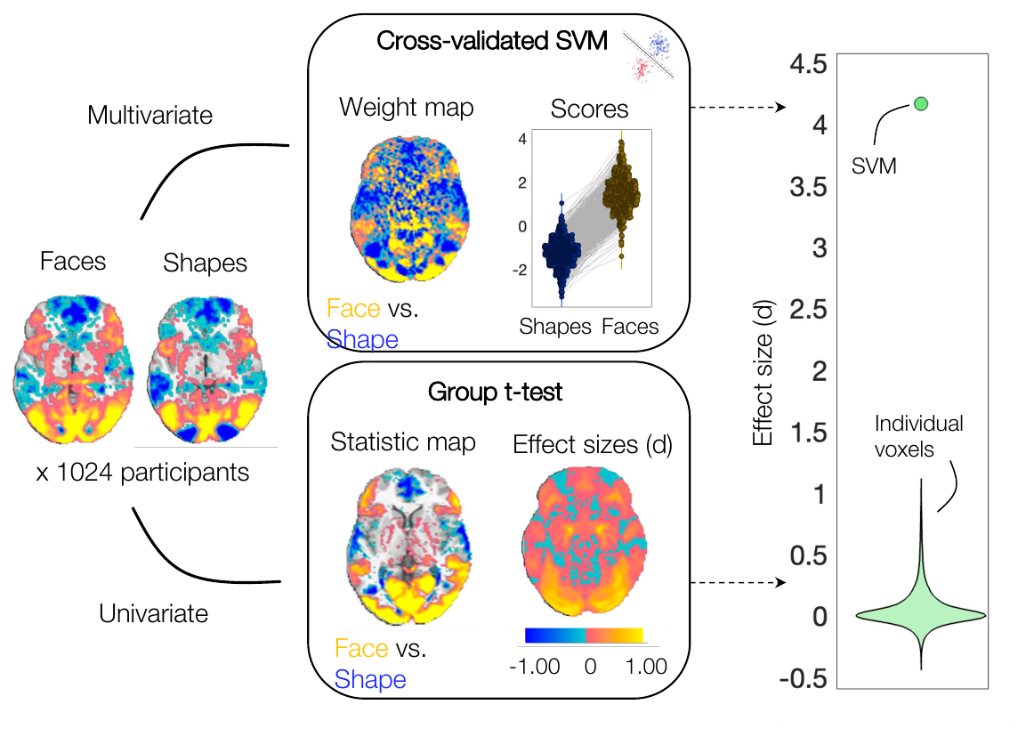HCP face versus shape example comparing a cross-validated SVM weight map and scores against a univariate group t-test, with effect sizes d of about 4 versus about 1