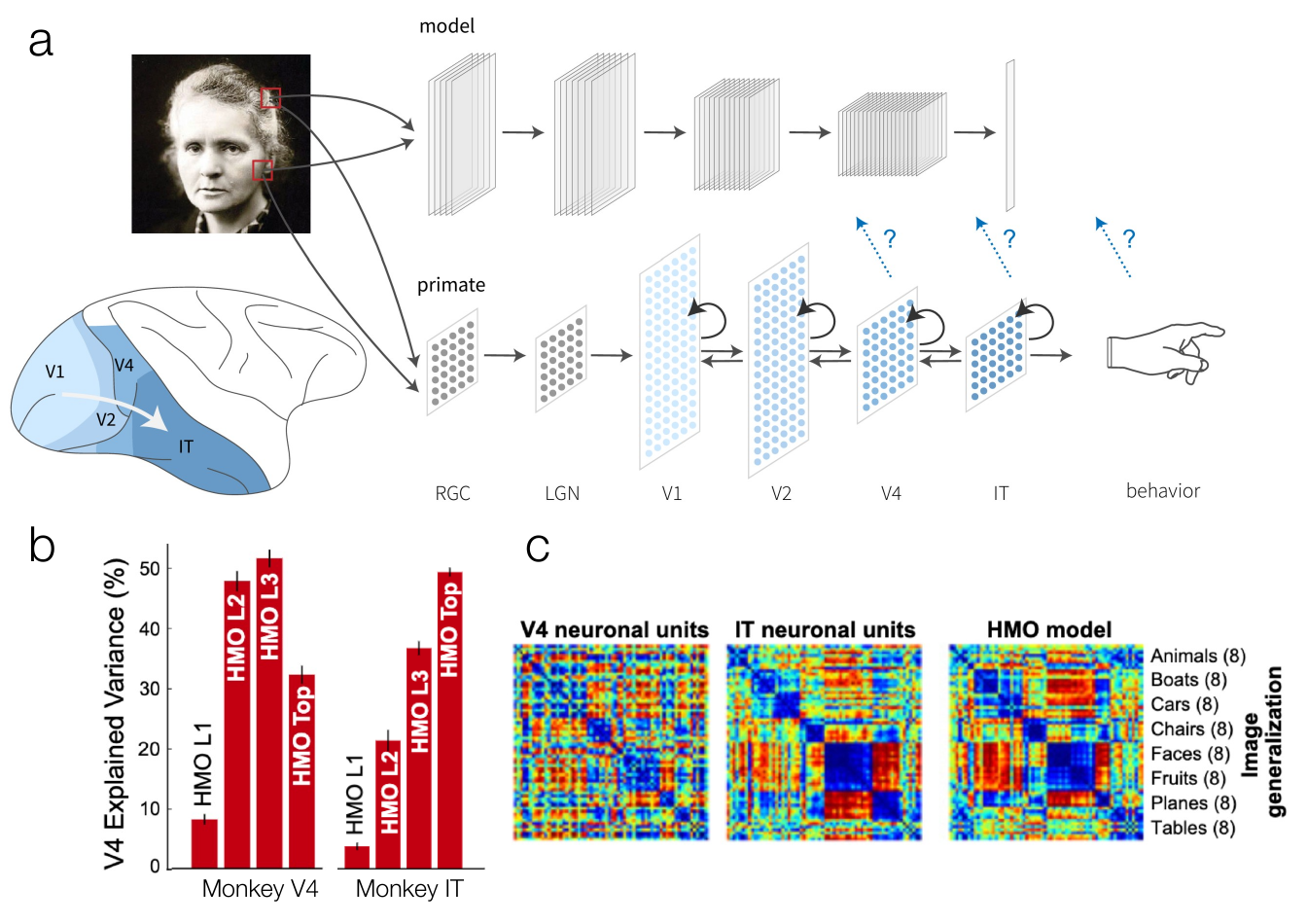 A CNN processing an image alongside the primate ventral visual hierarchy, bar plots showing model layers explaining variance in monkey V4 and IT neurons, and representational dissimilarity matrices for V4, IT, and the top model layer