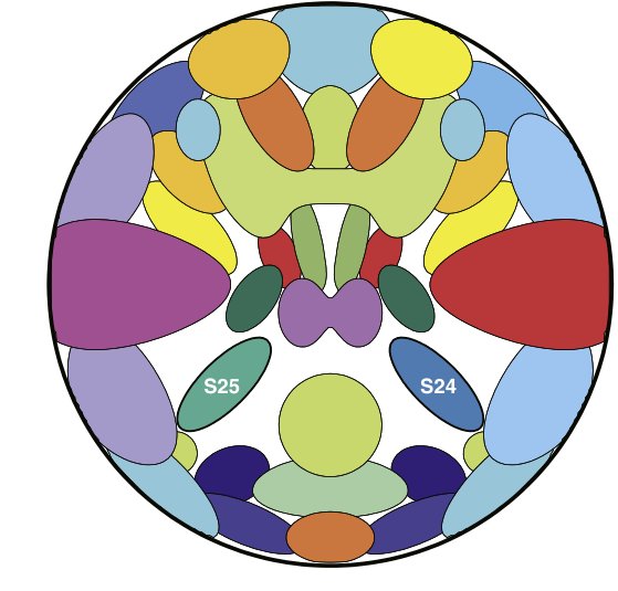 Simulated spatial component map for group ICA