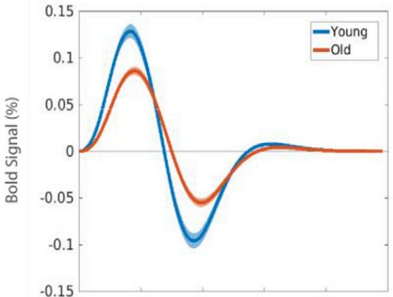 Hemodynamic response shapes for young and older adults