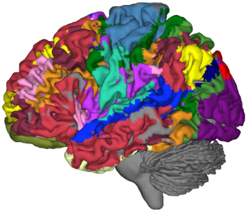 Cortical parcellation rendered on the lateral surface
