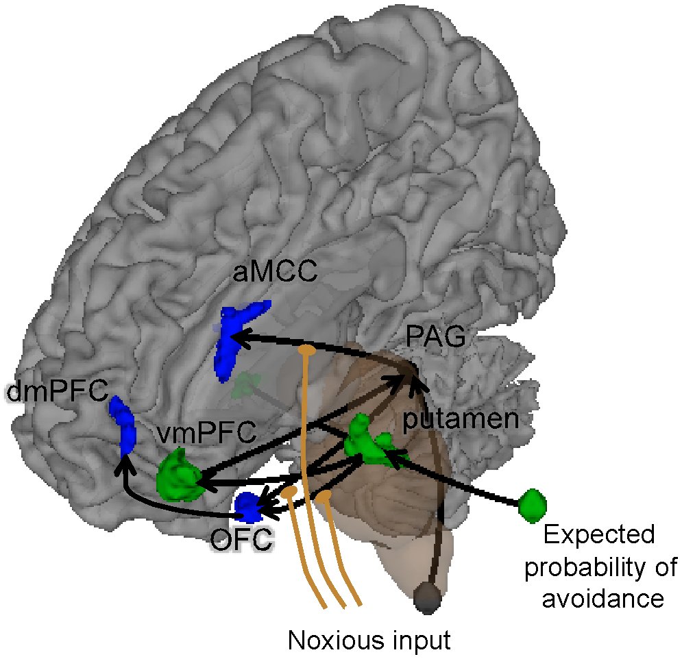 Brain mediation path diagram from noxious input to avoidance