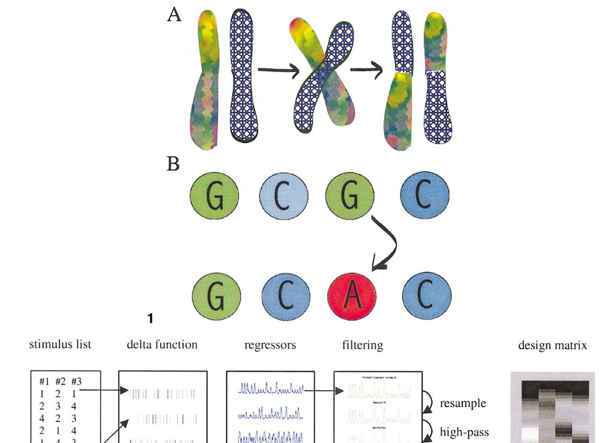 Genetic algorithm crossover and design-matrix construction for fMRI designs